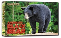 American Black Bear